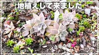 [Succulents] Planting rainbow balls in the ground and looking at the field [Gardening]