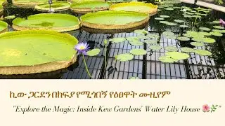 የለንደኑ  ኪው ጋርደን በክፍያ የሚጎበኝ የዕፀዋት ሙዚየም/Explore the Magic: Inside Kew Gardens' Water Lily House 🌺🌿P1