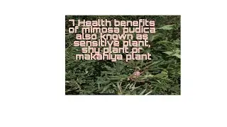 7 Health Benefits of Mimosa Pudica also known as sensitive plant, shy plant or makahiya plant