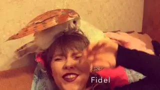 Сова Фидель! Сипуха! Смешная сова! Совиная эротика! Сова и голова!