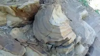 Окаменевшие деревья, большие годовые кольца.