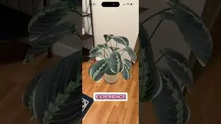 See the plants in your space with Unity and AR foundation