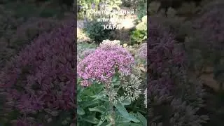 19 августа 2024 г.