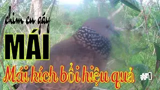 Tiếng cu gáy mái mồi kích bổi nhanh nổi hiệu quả #1