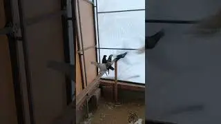 мои птицы разных пароды голубей