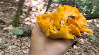 @passione_funghi funghi