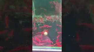 Корм для рыб Спирулина таблетки