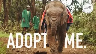 Adopt me | Sheldrick Trust