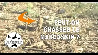 Peut-on chasser le marcassin ?!