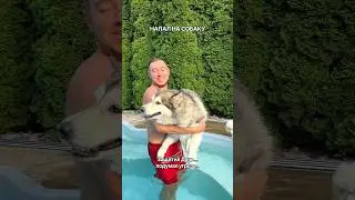 Майк Напал на Собаку! Думал Защищает дочь..