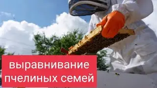 Выравнивание пчелиных семей. Подсиливание слабых пчелосемей. В.Г. Кашковский