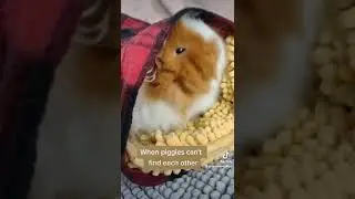 Guinea Pig Hello TikTok