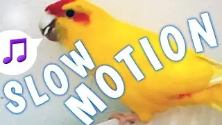 kakariki singing in SLOW MOTION 🤯 Sounds Creepy!!