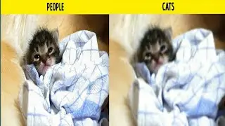 How Animals See the World Through Their Eyes