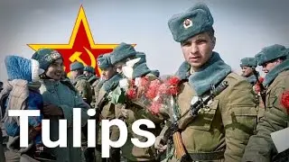 Tulips/Тюльпаны - Tracer/Трассера