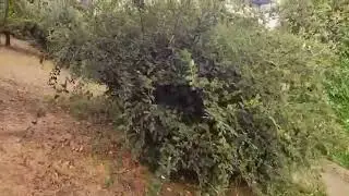 Panel çit üzerine yükseltme ve Çimçit uygulaması