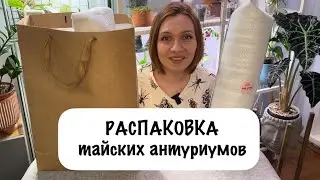 Распаковка тайских антуриумов | Эстафета цветочных блогеров | Обзор мини-теплички в стиле Икеи