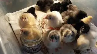 Как же долго я ждала этих цыплят!!!