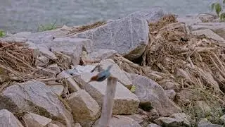 Birding - Deverabisanahalli Lake - Bangalore - 4K