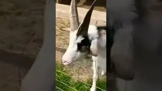 Коза бодатая 🤣🐐
