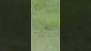 Yes!!! #huntshootlive #groundhogs #groundhoghunting #huntlife #pestcontrol #pestcontrollife #hunt