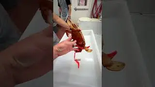 🦀I’ve got to feed my family #bluecrab