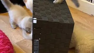 Kitten в прямом эфире
