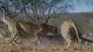 Büyük Kediler 2026 Afrika’nın Zirve Yırtıcıları   Vahşi Doğa Hayvanlar Belgesel izle türkçe dublaj