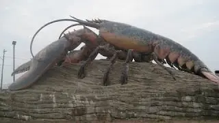 Giant Lobster! Documentaries, Animal Films
