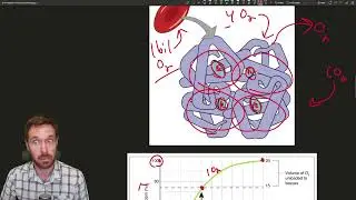 Breathing Explained: Regulation, Gas Transport, and Oxygen and CO2 Exchange