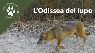 L' Odissea del lupo