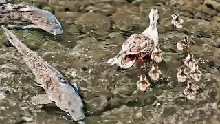 Mother duck refuses to abandon her baby duck. Sibling bond.