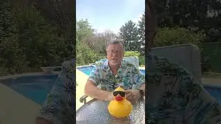 Duck! 🦆 #ducks  #chicken  #dadjokes   #funnyvideos  #funnyreels  #funny #comedy