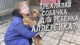 Спасение животных/ Строят дом, чтобы взять еще одну собачку