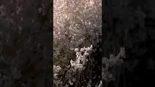 Hidden World: Slow-Mo Flowers and Bees (part - 2)
