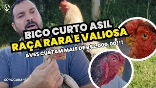 Descubra a beleza da AVE BICO CURTO ASIL no Criatório do Adilson - Você conhece essa raça?