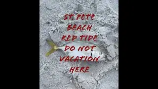 ST.  PETE BEACH RED TIDE DO NOT VACATION HERE 2021