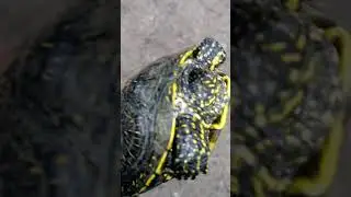 Какое счастье !!
