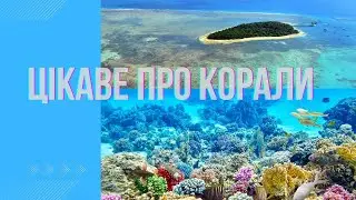 Цікаве про корали
