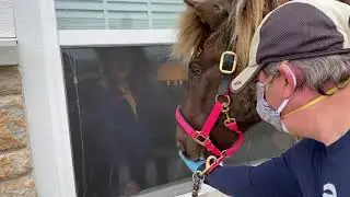 Humane Society of the United States: Animals Spreading Joy