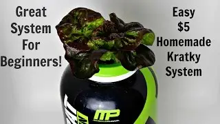 Easy $5 Homemade Hydroponics System DIY  in 5 Minutes Kratky Method