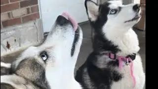 My three dogs are eating chicken so yummy 😋😋😋😋