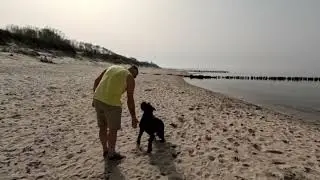 ОФП для Ризеншнауцера