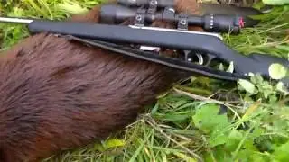 Охота на бобра!