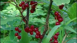 Поход за чёрной смородиной на лодке