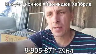 Инкубационное яйцо индюк Хайбрид Конвертер. Круглый год.