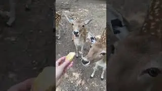Нападение оленя на еду