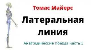 Латеральная линия по Томасу Майерсу. Анатомические поезда часть 5.