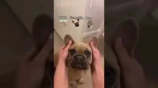 Yoda, Frenchie, Pug