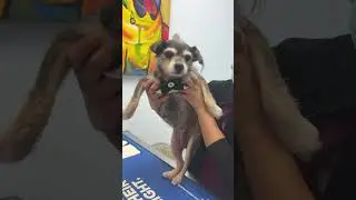 Jessica’s Vet Appointment